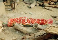 Filename=Varanasi3.jpg
Filesize=1139KiB
Dimensions=1100x763
Date added=Jan 25, 2009 Varanasi3.jpg