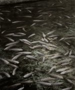 Filename=25x30_2.jpg
Filesize=111KiB
Dimensions=300x360
Date added=Jan 12, 2011 25x30_2.jpg