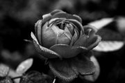 Rain_Drop_Flower_Black_and_White2.jpg