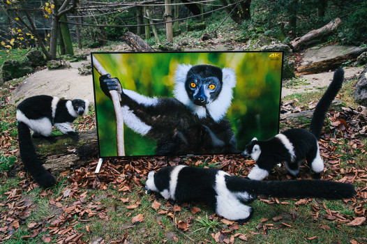 EMBARGOED until 00:01 07/12/15 GMT Conservation charity, The Aspinall Foundation, installed a Sony BRAVIA 4K TV in its lemur enclosure at Port Lympne Reserve in Kent, UK, as part of its world famous ‘Back to the Wild’ project, to give the animals a life-like and detailed look at the areas in the wild that could become their new homes. The charity will trial TV watching on Sony’s 4K TVs as part of this programme in a bid to make lemurs more familiar with the new environment. This picture: Black and White Ruffed Lemurs are shown imagery of their future home in Madagascar on a Sony BRAVIA 4K TV For more information or a full release please call the Sony press office on 020 7566 9747 or email: Rochelle Collison@hopeandglorypr.com // Phoebe.Mellor@hopeandglorypr.com PR Handout - editorial usage only Copyright: © Mikael Buck / Sony +44 (0) 782 820 1042 http://www.mikaelbuck.com