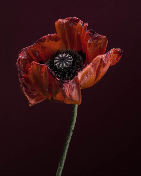 Gafsou_Matthieu_Papaver Somniferum