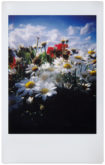 PF_Lomo'Instant_sample pictures_closeup_2