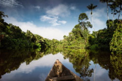 York Horvest 100 Tage Amazonien