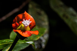 Maximilian Weinzierl (Regensburg, Germany) retains all usage rights to these images - All rights reserved by the photographer "Maximilian Weinzierl"; NO publication without written permission and payment. digital watermark imbedded.