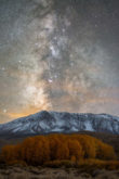 A shot at 50mm to compress the golden aspen grove and the mountains and to show some of the dust lane details of the Milky Way. I took this during the late fall season after a fresh snow storm hit the Eastern Sierras. The shot consists of 2 exposures to capture the details of the foreground bull still keep the Milky Way and stars sharp without trailing.
