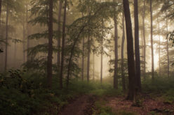 pf-jerdess_fog-in-the-woods