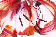 abstract-lily.jpg