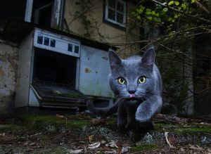 Edition ProfiFoto – Urbane Naturfotografie