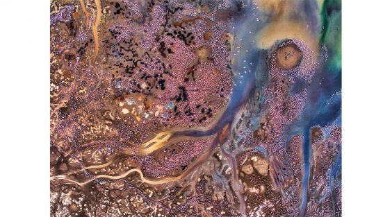 Europäischer Naturfotograf des Jahres 2019