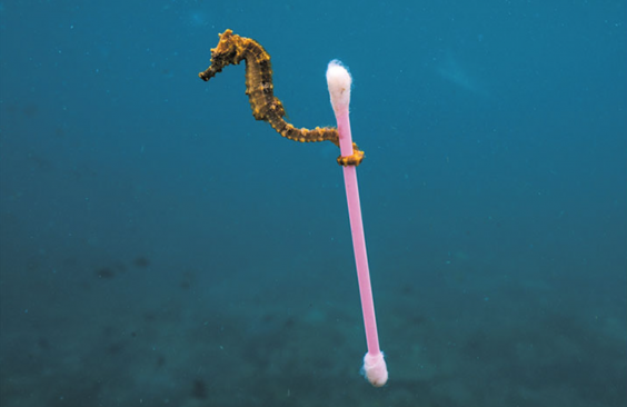 Bilder, die den Horizont erweitern