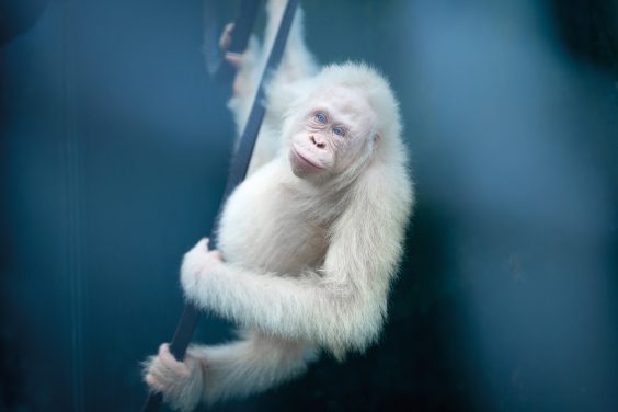 Open-Air-Fotoschauen