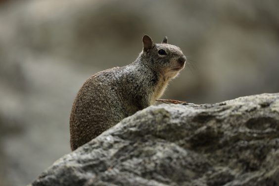Fotografie trifft Naturschutz