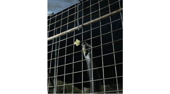 Von Tieren, Glücksbringern und Gefangenen