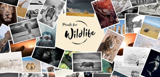 „Prints for Wildlife“