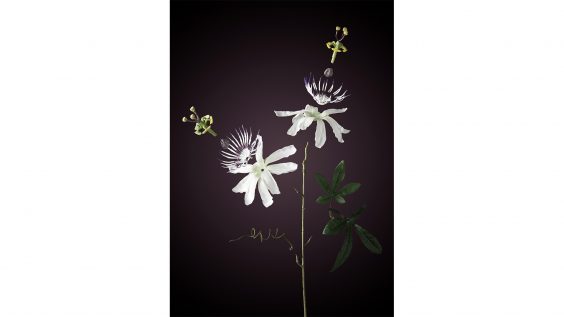 Natur-Ersatzprodukte