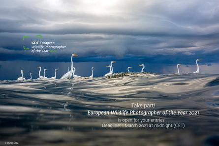 Europäischer Naturfotograf des Jahres