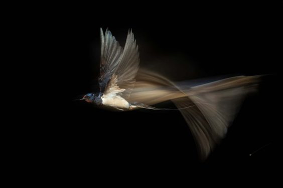 Naturfotograf des Jahres 2021