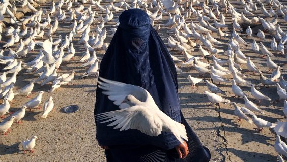 Nominierte stehen fest!