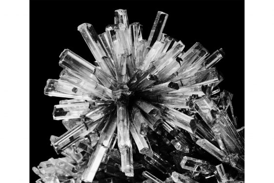 FRED KOCH. NATURFOTOGRAFIE DER 1920/30ER JAHRE