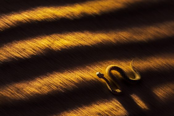 Internationales Naturfotofestival 2022