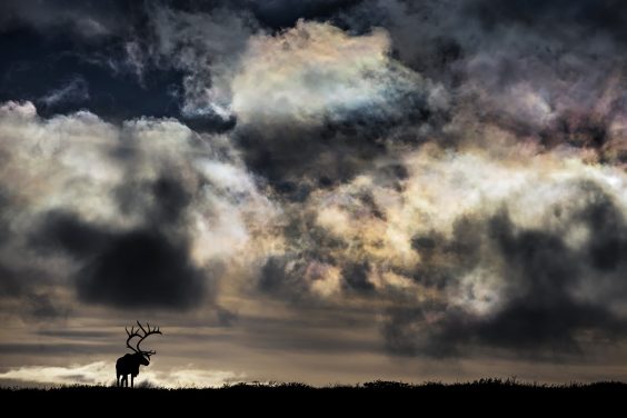 19. Naturfototage Hunsrück