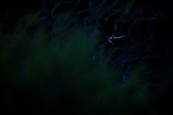 REWILDING EUROPE AWARD