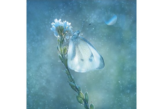 International Garden Photographer of the Year