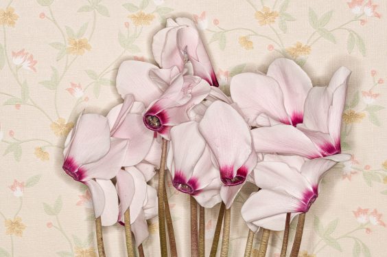 Fotofrühling in Zingst 