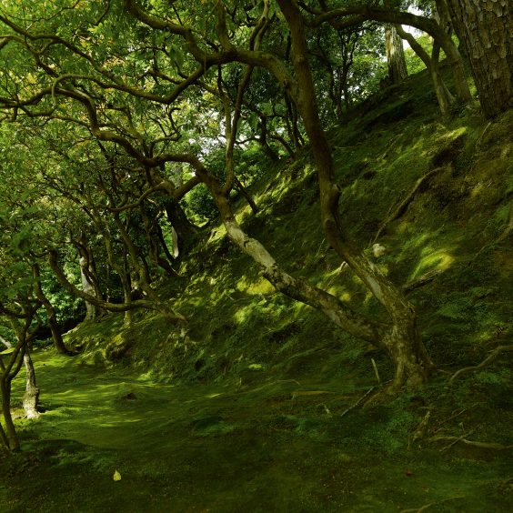 Die Essenz der Fotografie