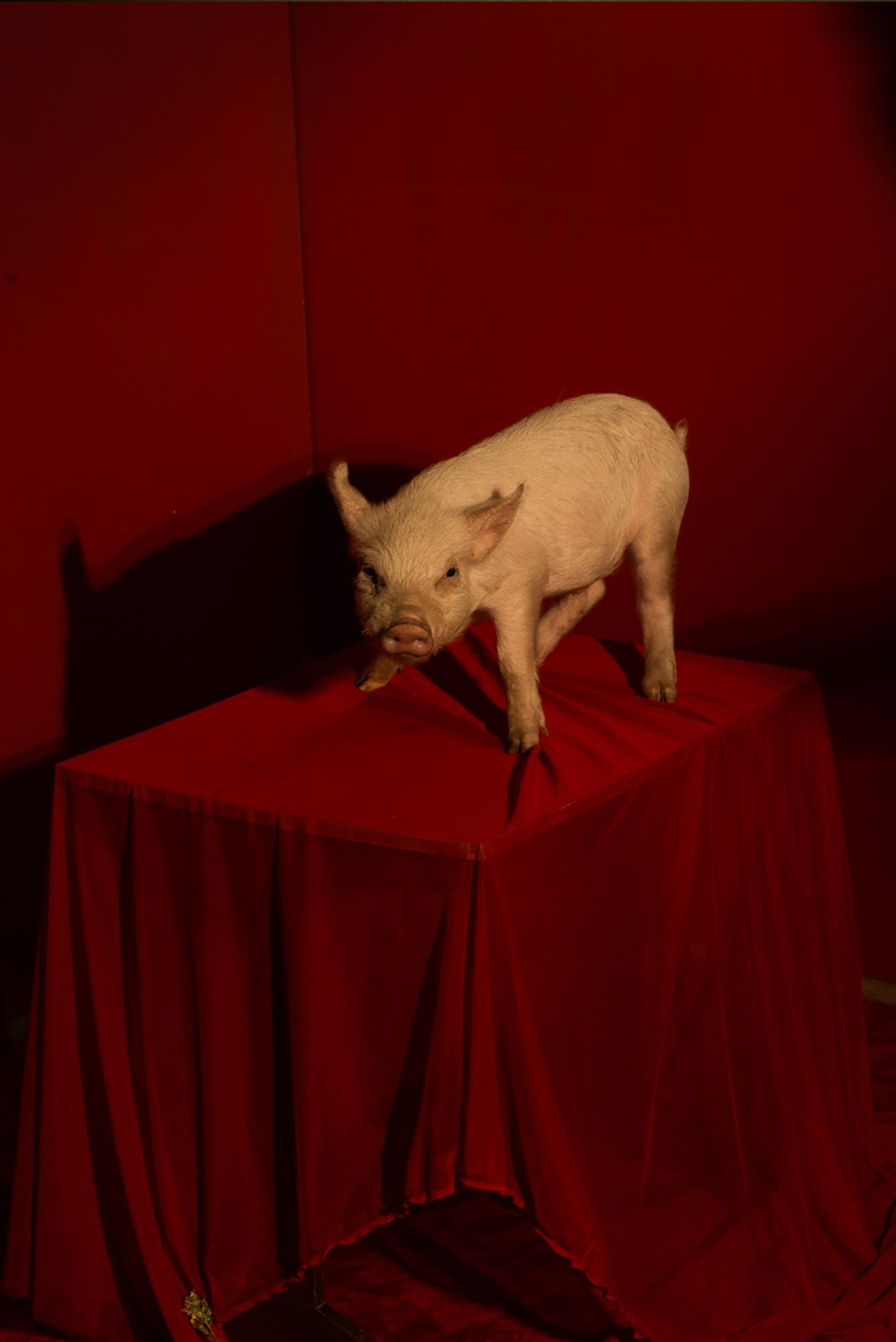 Panorama der Fotografie