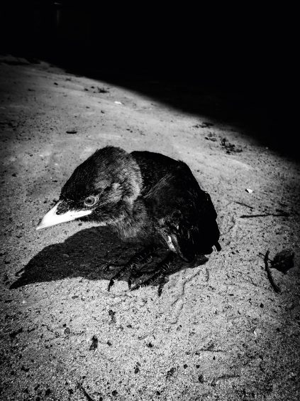 Marcin Mirosławski – The Specter of Life 3