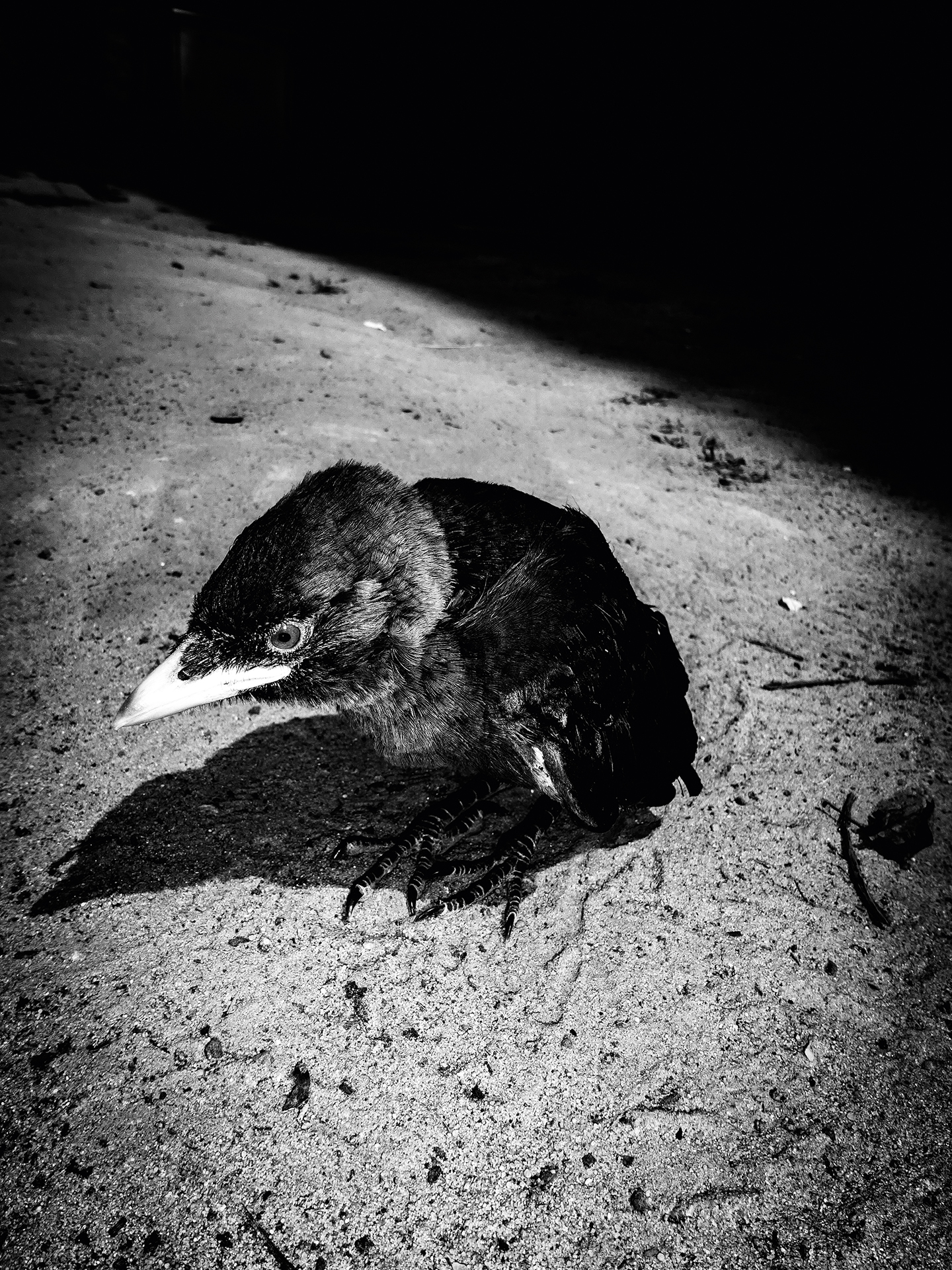 Marcin Mirosławski – The Specter of Life 3